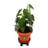 TrustBasket Wrought Iron Wheels Pot Stand