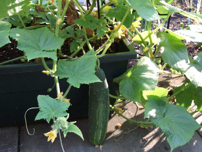 home & garden > plants > seeds – TrustBasket