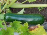 Summer Squash - Chappn Kaddu seeds (Hybrid)